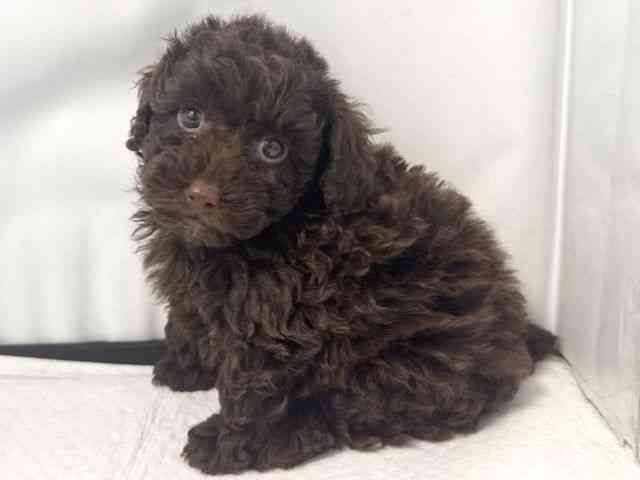 大阪府のトイプードル(トイ) (ひごペットフレンドリー堺プラットプラット店/2025年10月21日生まれ/女の子/ブラウン)の子犬の3枚目の画像