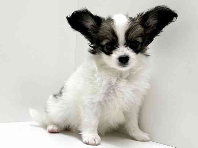 愛知県のパピヨン (ひごペットフレンドリーららぽーと名古屋みなとアクルス店/2025年10月21日生まれ/女の子/ホワイトブラウン)の子犬の3枚目の画像