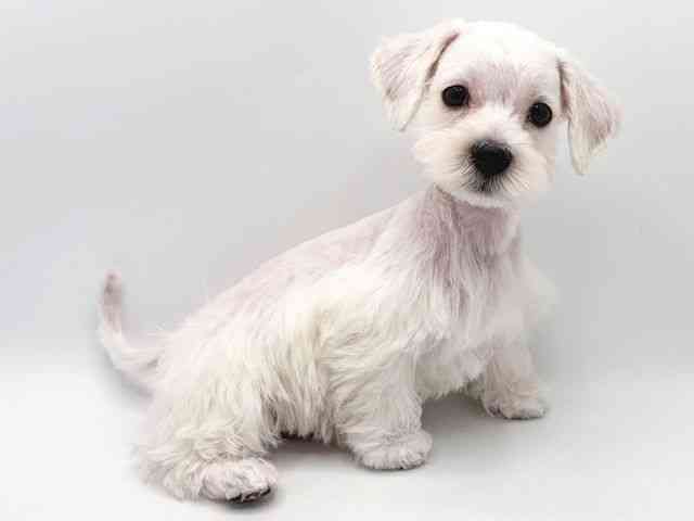 奈良県のシュナマル/マルシュナ(シュナウザー×マルチーズ) (ひごペットフレンドリー田原本店/2025年10月20日生まれ/女の子/ホワイト)の子犬の3枚目の画像