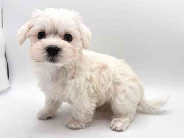 奈良県のシュナマル/マルシュナ(シュナウザー×マルチーズ) (ひごペットフレンドリー田原本店/2025年10月20日生まれ/女の子/ホワイト)の子犬の3枚目の画像