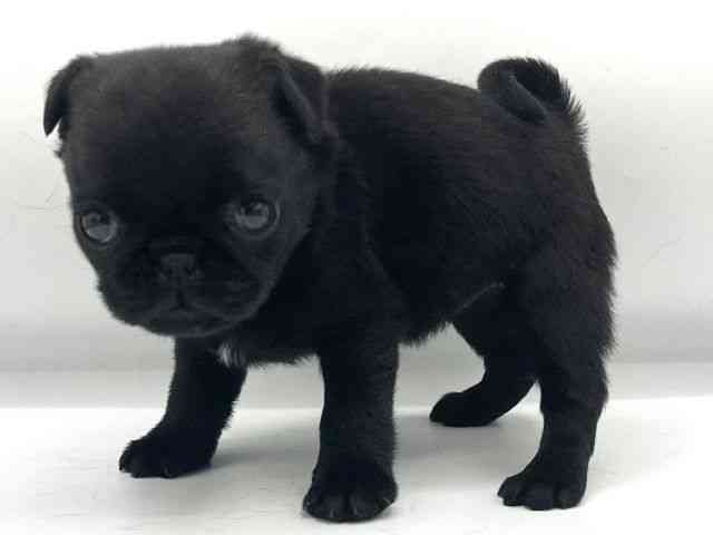 大阪府のパグ (ひごペットフレンドリーららぽーとEXPOCITY店/2025年10月20日生まれ/女の子/ブラック)の子犬の3枚目の画像