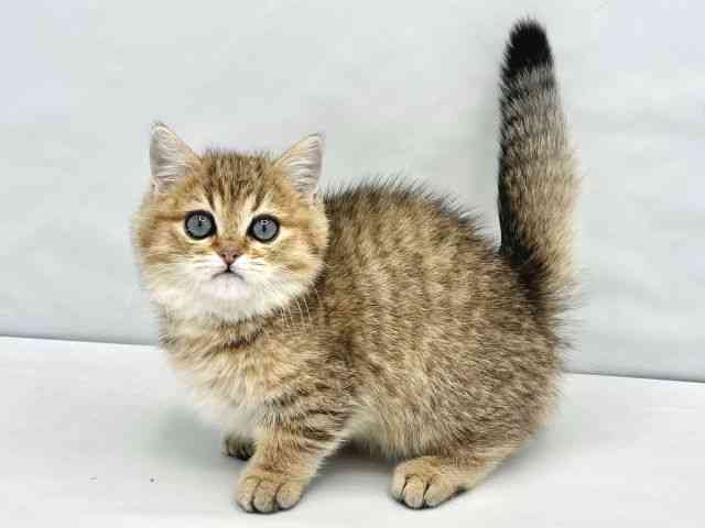 大阪府のミヌエット (ひごペットフレンドリーイトーヨーカドー津久野店/2025年10月15日生まれ/男の子/ゴールデン)の子猫の3枚目の画像