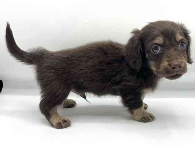 大阪府のミニチュアダックスフンド(ロング) (ひごペットフレンドリーららぽーとEXPOCITY店/2025年10月20日生まれ/男の子/チョコレートタン)の子犬の3枚目の画像