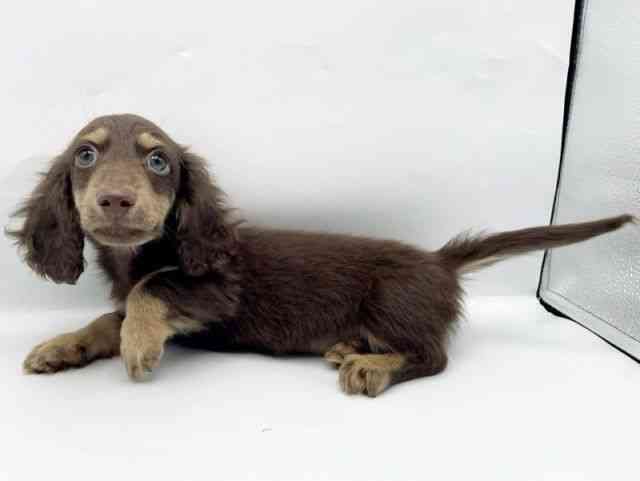 奈良県のミニチュアダックスフンド(ロング) (ひごペットフレンドリートナリエ大和高田店/2025年10月20日生まれ/男の子/チョコレートタン)の子犬の3枚目の画像