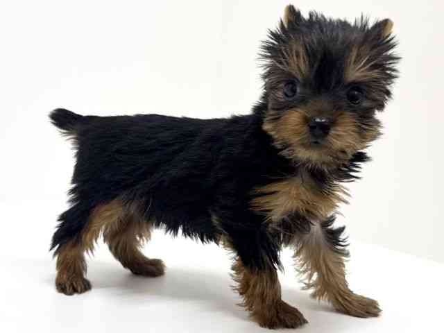 大阪府のヨークシャーテリア (ひごペットフレンドリーくずはモール店/2025年10月20日生まれ/男の子/スチールブルータン)の子犬の3枚目の画像