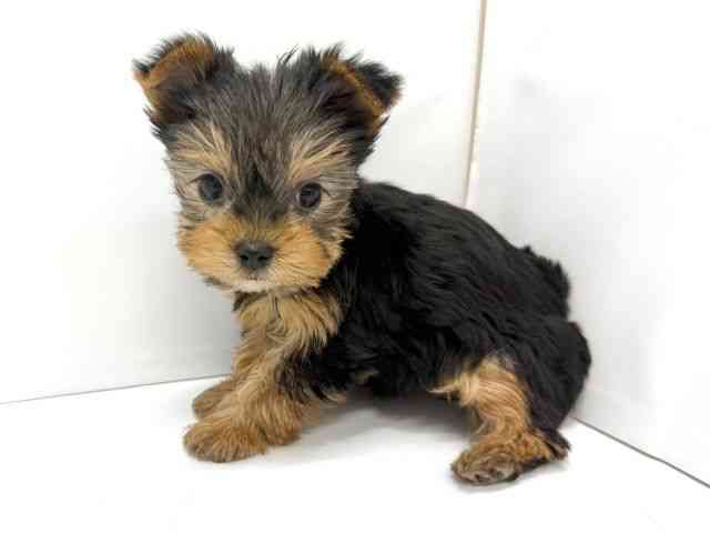 大阪府のヨークシャーテリア (ひごペットフレンドリーイオンタウン茨木太田店/2025年10月20日生まれ/女の子/スチールブルータン)の子犬の3枚目の画像