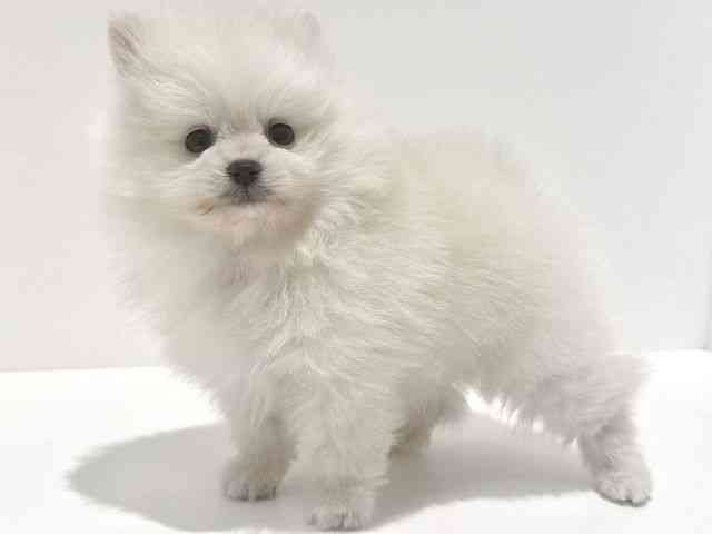 大阪府のポメラニアン (ひごペットフレンドリーイオン高槻店/2025年10月21日生まれ/男の子/クリーム)の子犬の3枚目の画像