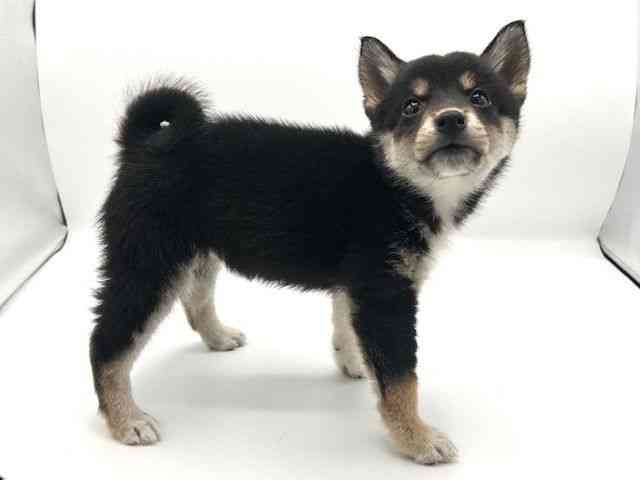 京都府の柴犬(標準サイズ) (ひごペットフレンドリーイオンモール高の原店/2025年10月19日生まれ/女の子/黒)の子犬の3枚目の画像