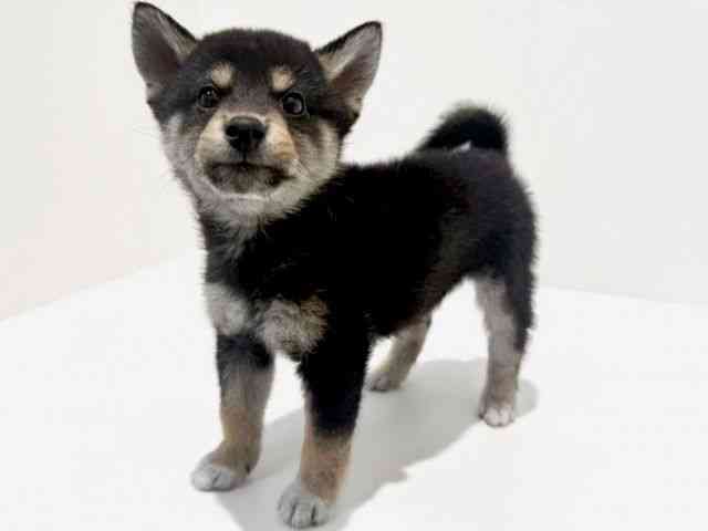 大阪府の柴犬(標準サイズ) (ひごペットフレンドリーイオン高槻店/2025年10月19日生まれ/男の子/黒)の子犬の3枚目の画像