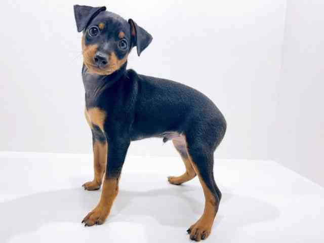 広島県のミニチュアピンシャー (ひごペットフレンドリーフジグラン神辺店/2025年10月21日生まれ/男の子/ブラックタン)の子犬の3枚目の画像