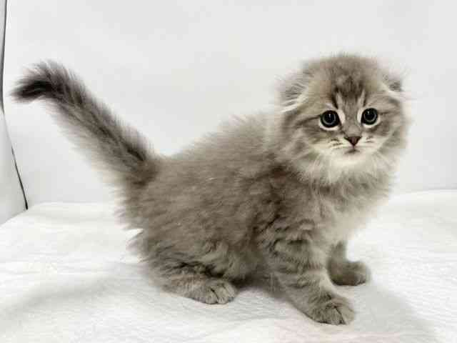 高知県のスコティッシュフォールド (ひごペットフレンドリーイオンモール高知店/2025年10月20日生まれ/男の子/ブルータビーホワイト)の子猫の3枚目の画像