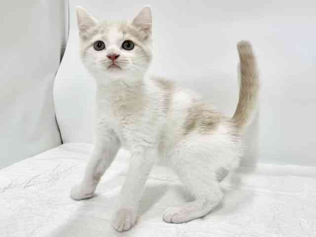 高知県のマンチカン (ひごペットフレンドリーイオンモール高知店/2025年10月18日生まれ/男の子/クリームホワイト)の子猫の3枚目の画像