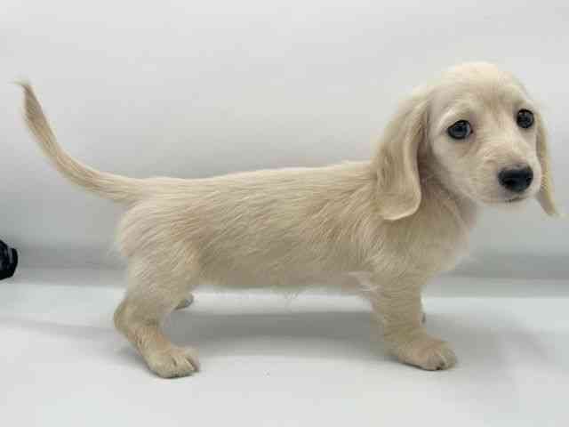 大阪府のミニチュアダックスフンド(ロング) (ひごペットフレンドリーららぽーとEXPOCITY店/2025年10月22日生まれ/女の子/イエロー)の子犬の3枚目の画像