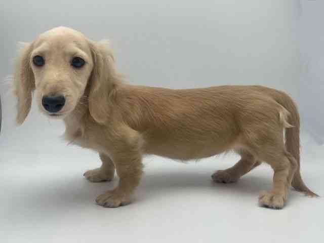 島根県のミニチュアダックスフンド(ロング) (ひごペットフレンドリーイオンモール出雲店/2025年10月22日生まれ/女の子/イエロー)の子犬の3枚目の画像