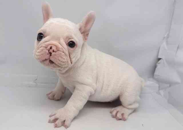 鳥取県のフレンチブルドッグ (ひごペットフレンドリーイオンモール鳥取北店/2025年10月17日生まれ/男の子/クリーム)の子犬の3枚目の画像