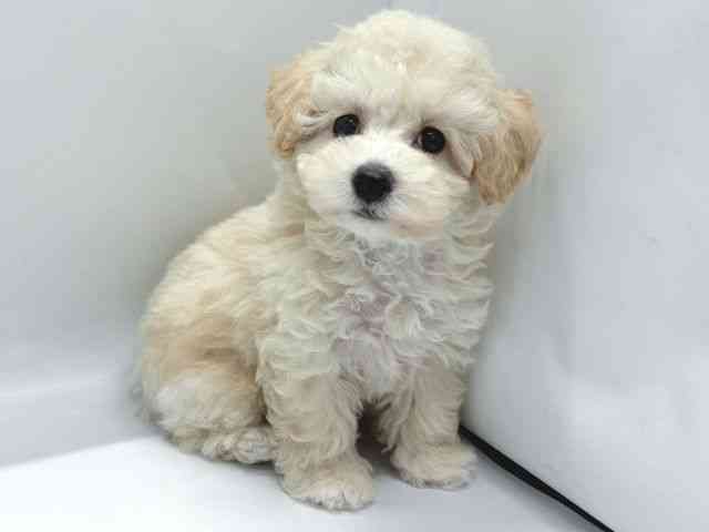 京都府のトイプードル(トイ) (ひごペットフレンドリー京都店/2025年10月20日生まれ/女の子/ホワイト)の子犬の3枚目の画像
