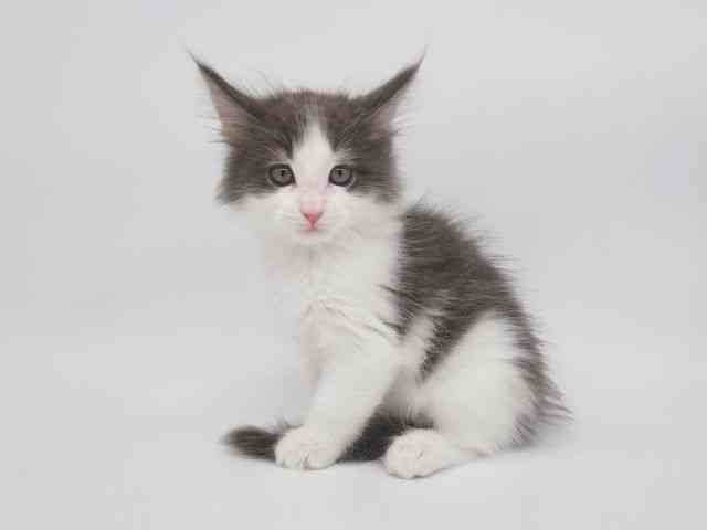 大阪府のメインクーン (ひごペットフレンドリー泉ヶ丘店/2025年10月22日生まれ/男の子/ブルーホワイト)の子猫の3枚目の画像