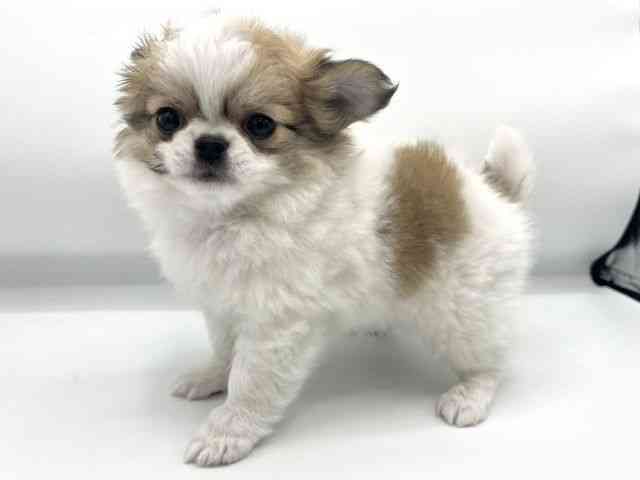 大阪府のチワワ(ロング) (ひごペットフレンドリーららぽーとEXPOCITY店/2025年10月20日生まれ/男の子/パーティーカラー)の子犬の3枚目の画像