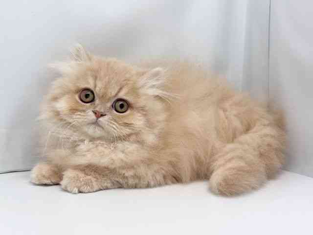 京都府のエキゾチック (ひごペットフレンドリー洛北阪急スクエア店/2025年10月20日生まれ/男の子/クリームタビー)の子猫の3枚目の画像