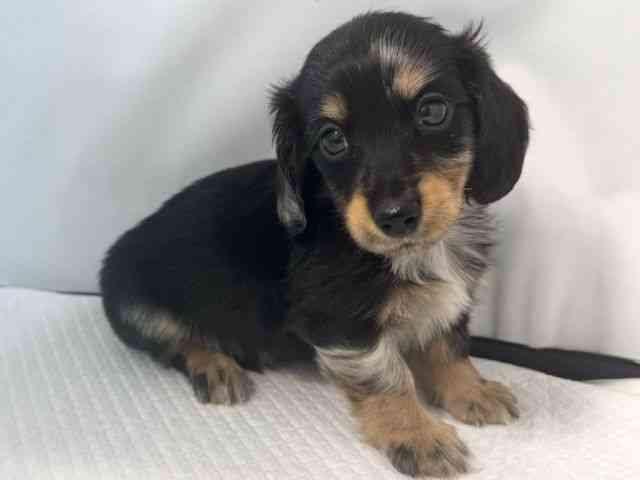 大阪府のミニチュアダックスフンド(ロング) (ひごペットフレンドリー堺プラットプラット店/2025年10月22日生まれ/男の子/シルバーダップル)の子犬の3枚目の画像