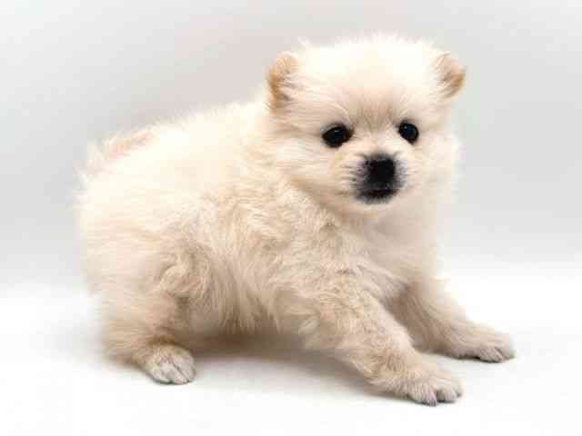 奈良県のポメラニアン (ひごペットフレンドリー田原本店/2025年10月22日生まれ/男の子/クリーム)の子犬の3枚目の画像