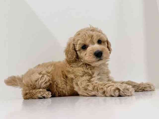 奈良県のトイプードル(トイ) (ひごペットフレンドリーイオンモール橿原ウエスト・ビレッジ店/2025年10月22日生まれ/男の子/アプリコット)の子犬の3枚目の画像
