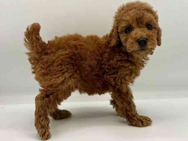 愛知県のトイプードル(トイ) (ひごペットフレンドリープライムツリー赤池店/2025年10月22日生まれ/女の子/レッド)の子犬の3枚目の画像