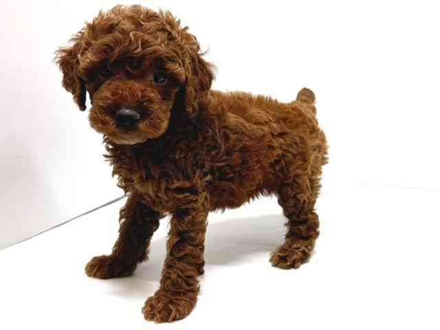 奈良県のトイプードル(トイ) (ひごペットフレンドリー奈良パワーシティ店/2025年10月22日生まれ/女の子/レッド)の子犬の3枚目の画像