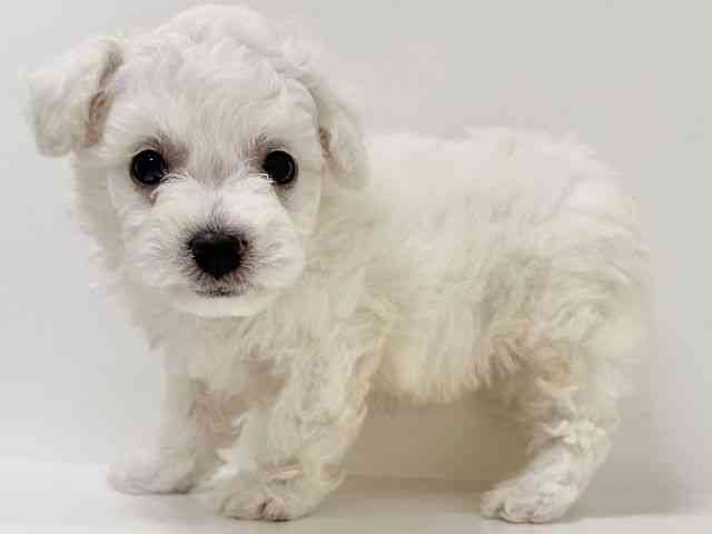 奈良県のビションフリーゼ (ひごペットフレンドリーイオンモール橿原ウエスト・ビレッジ店/2025年10月22日生まれ/男の子/ホワイト)の子犬の3枚目の画像