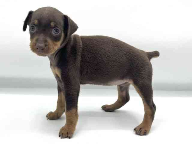 大阪府のミニチュアピンシャー (ひごペットフレンドリーららぽーとEXPOCITY店/2025年10月22日生まれ/女の子/チョコレートタン)の子犬の3枚目の画像