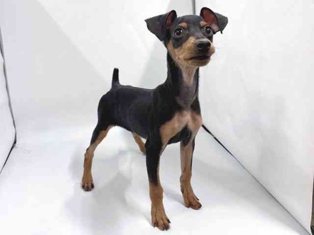 京都府のミニチュアピンシャー (ひごペットフレンドリー京都店/2025年10月22日生まれ/男の子/ブラックタン)の子犬の3枚目の画像