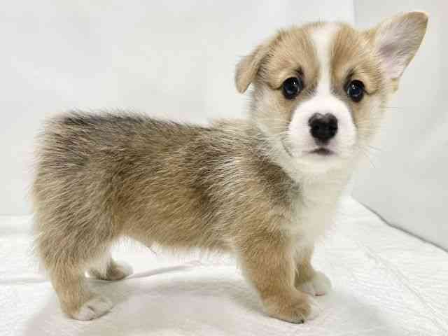 高知県のウェルシュコーギーペンブローク (ひごペットフレンドリーイオンモール高知店/2025年10月22日生まれ/男の子/セーブルホワイト)の子犬の3枚目の画像