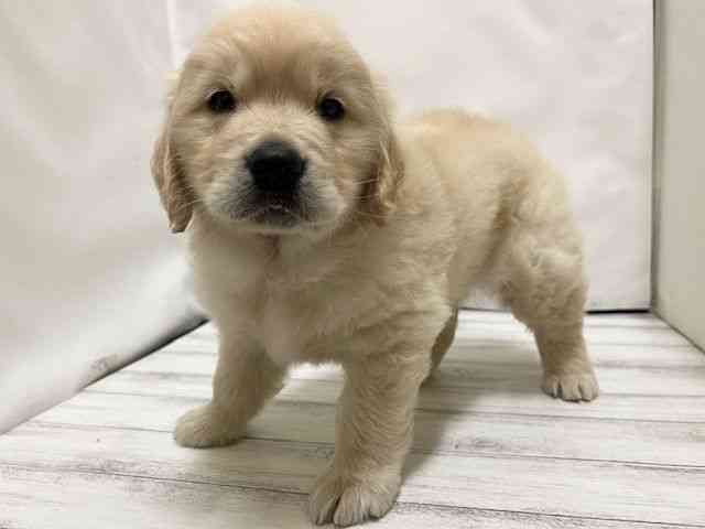 和歌山県のゴールデンレトリバー (ひごペットフレンドリーパームシティ和歌山店/2025年10月22日生まれ/男の子/クリーム)の子犬の3枚目の画像