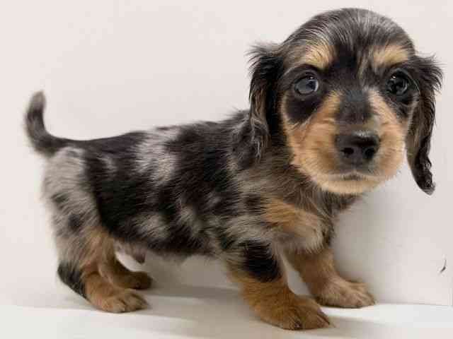 奈良県のミニチュアダックスフンド(ロング) (ひごペットフレンドリーイオンモール橿原ウエスト・ビレッジ店/2025年10月22日生まれ/男の子/シルバーダップル)の子犬の3枚目の画像