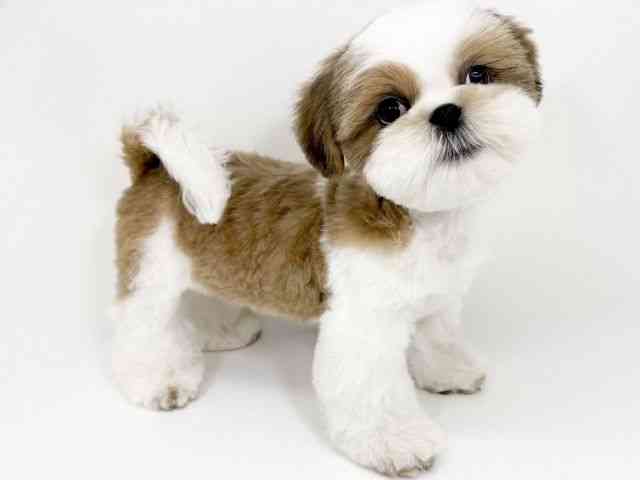 京都府のシーズー (ひごペットフレンドリーイズミヤショッピングセンター八幡店/2025年10月21日生まれ/男の子/ゴールドホワイト)の子犬の3枚目の画像