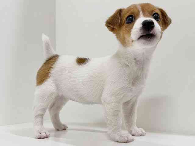 奈良県のジャックラッセルテリア (ひごペットフレンドリーイオンモール橿原ウエスト・ビレッジ店/2025年10月22日生まれ/女の子/タンホワイト)の子犬の3枚目の画像