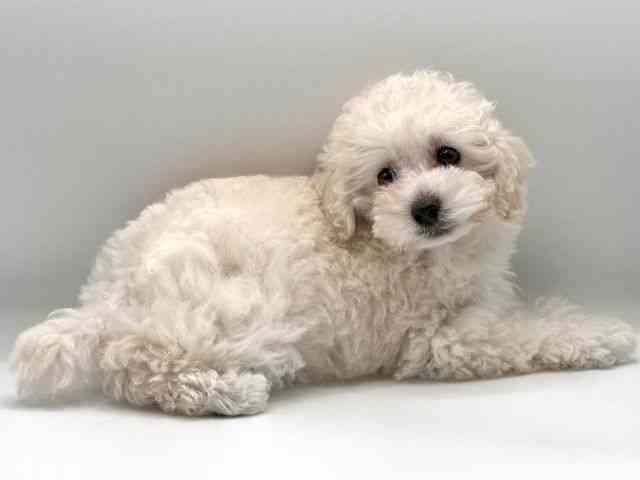 愛知県のトイプードル(トイ) (ひごペットフレンドリープライムツリー赤池店/2025年10月22日生まれ/女の子/ホワイト)の子犬の3枚目の画像