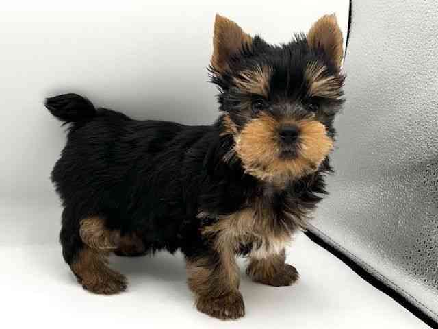京都府のヨークシャーテリア (ひごペットフレンドリーイオンモール高の原店/2025年10月23日生まれ/男の子/スチールブルータン)の子犬の3枚目の画像