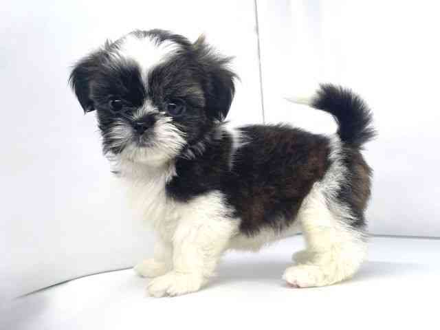 兵庫県のシーズー (ひごペットフレンドリーイオンタウン加古川店/2025年10月21日生まれ/女の子/ホワイトゴールド)の子犬の3枚目の画像