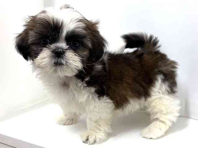 大阪府のシーズー (ひごペットフレンドリーベルファⅡ都島店/2025年10月21日生まれ/女の子/ホワイトゴールド)の子犬の3枚目の画像