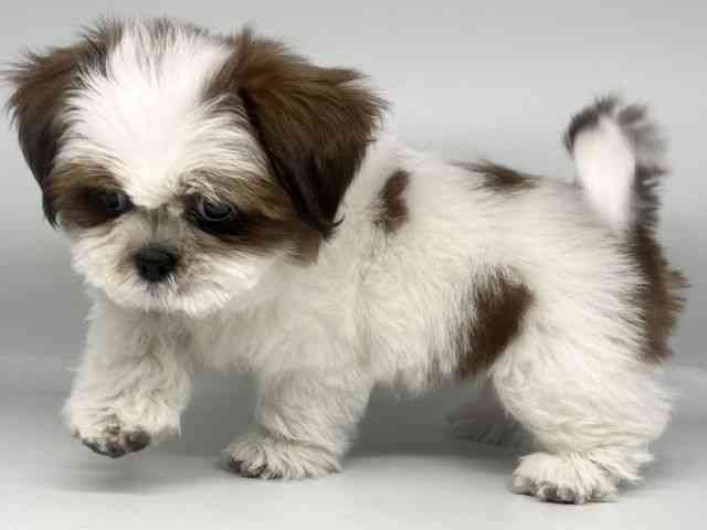 徳島県のシーズー (ひごペットフレンドリーゆめタウン徳島店/2025年10月21日生まれ/男の子/ゴールドホワイト)の子犬の3枚目の画像