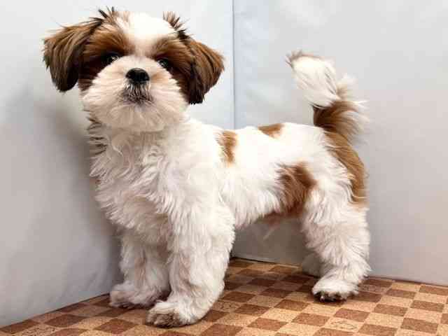 愛媛県のシーズー (ひごペットフレンドリーエミフルMASAKI店/2025年10月21日生まれ/男の子/ゴールドホワイト)の子犬の3枚目の画像