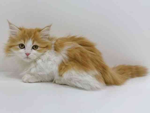 広島県のミヌエット (ひごペットフレンドリーフジグラン神辺店/2025年10月18日生まれ/男の子/レッドタビーホワイト)の子猫の3枚目の画像