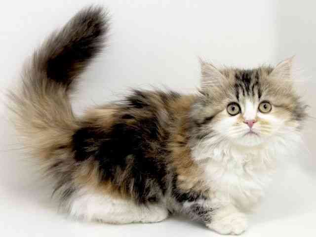 京都府のミヌエット (ひごペットフレンドリーイズミヤショッピングセンター八幡店/2025年10月18日生まれ/女の子/ブラウンパッチドタビーホワイト)の子猫の3枚目の画像