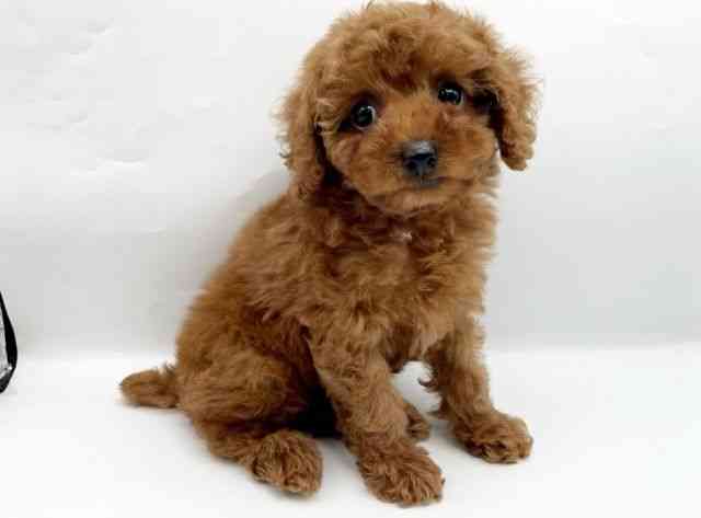 奈良県のトイプードル(トイ) (ひごペットフレンドリートナリエ大和高田店/2025年9月23日生まれ/女の子/レッドフォーン)の子犬の3枚目の画像