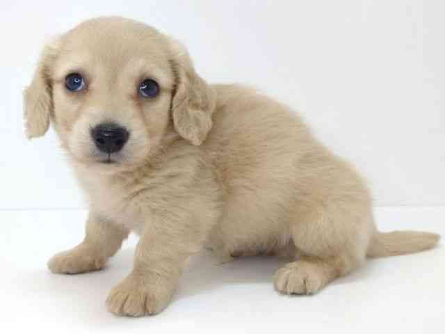 大阪府のミニチュアダックスフンド(ロング) (ひごペットフレンドリーいこらもーる泉佐野店/2025年10月25日生まれ/男の子/イエロー)の子犬の3枚目の画像