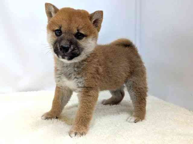 広島県の柴犬(標準サイズ) (ひごペットフレンドリーゆめタウン廿日市店/2025年10月24日生まれ/男の子/赤)の子犬の3枚目の画像