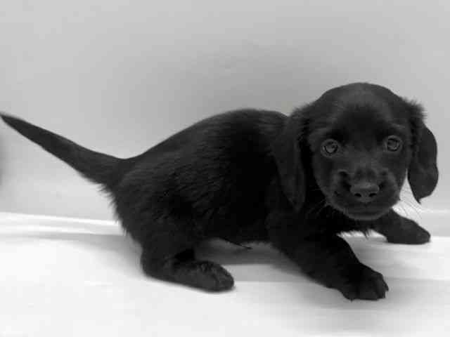 京都府のミニチュアダックスフンド(ロング) (ひごペットフレンドリー京都店/2025年10月26日生まれ/男の子/ブラック)の子犬の3枚目の画像