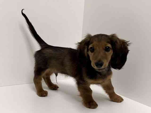 愛知県のミニチュアダックスフンド(ロング) (ひごペットフレンドリーイトーヨーカドー知多店/2025年10月26日生まれ/男の子/レッド)の子犬の3枚目の画像