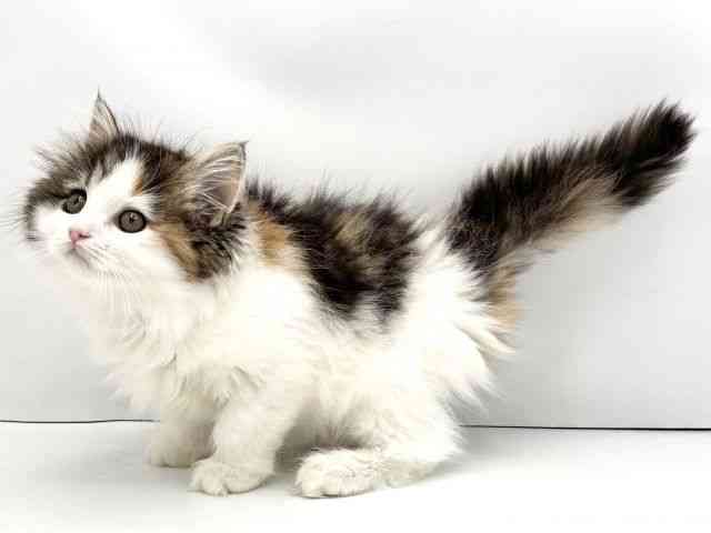 兵庫県のサイベリアン (ひごペットフレンドリークラウンパーク伊丹店/2025年10月25日生まれ/女の子/キャリコ)の子猫の3枚目の画像